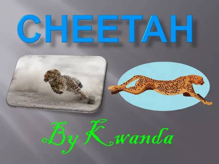 cheetah