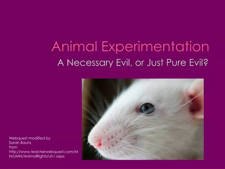 animal experimentation