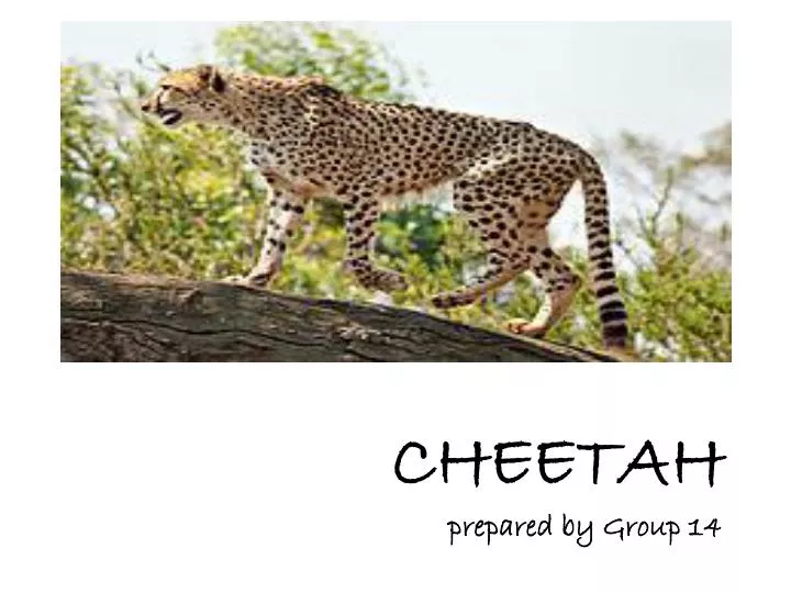 cheetah prepared by group 14