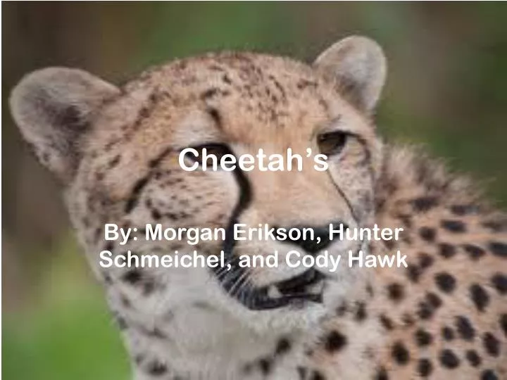 cheetah s