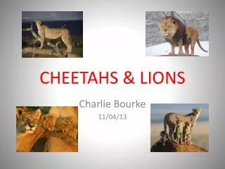 CHEETAHS &amp; LIONS