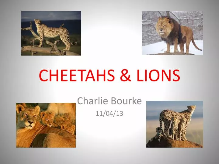 cheetahs lions