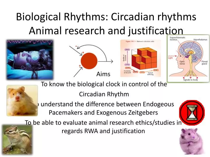 biological rhythms circadian rhythms animal research and justification