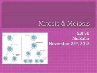 mitosis meiosis