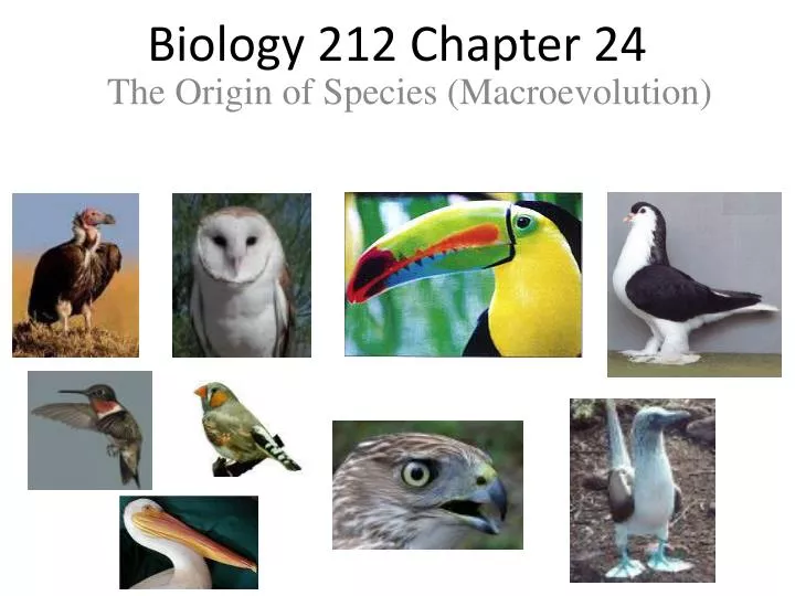 biology 212 chapter 24