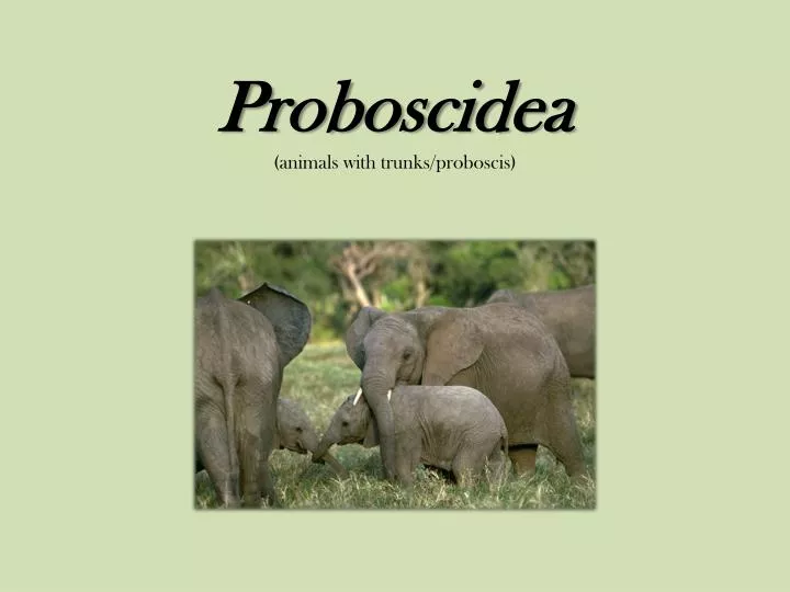 proboscidea animals with trunks proboscis