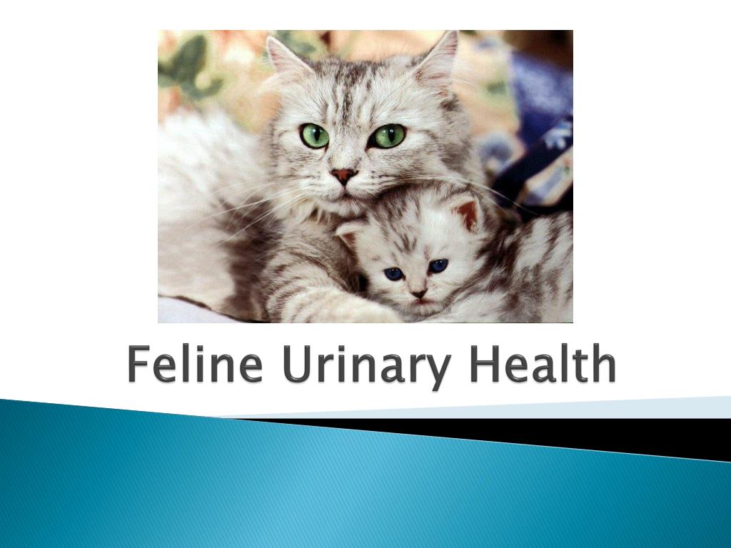 PPT - Feline Urinary Health PowerPoint Presentation, free download - ID ...