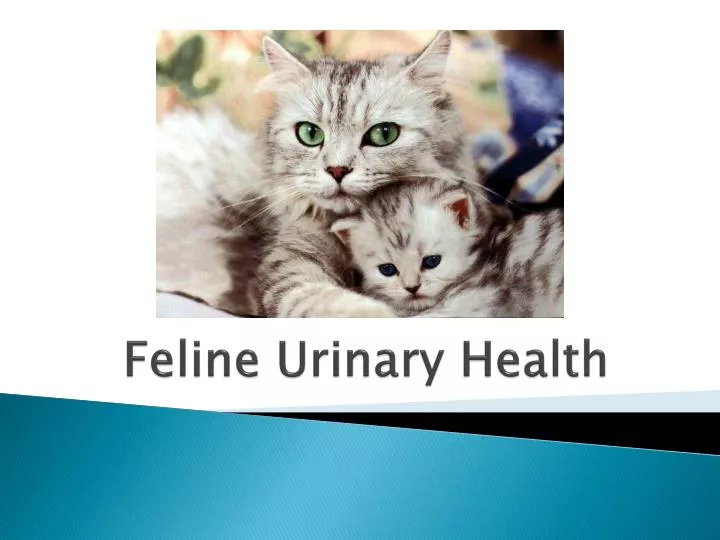 feline urinary health