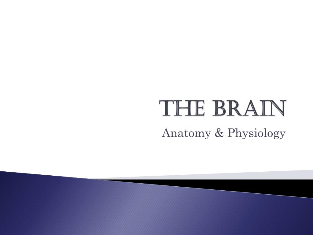 PPT - The brain PowerPoint Presentation, free download - ID:2280029