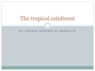 The tropical rainforest