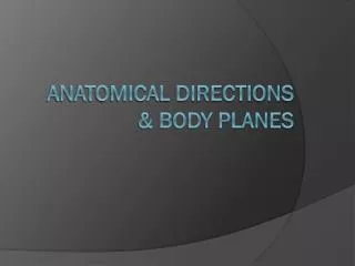Anatomical Directions &amp; Body Planes