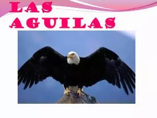 las aguilas