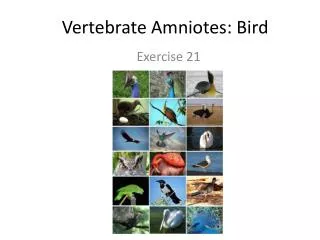 Vertebrate Amniotes: Bird