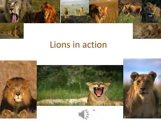 Lions in action