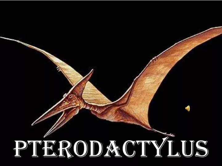 pterodactylus