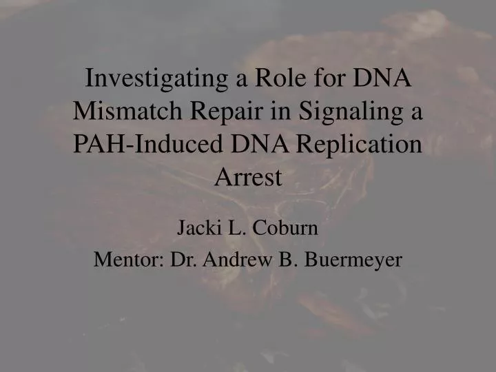 investigating a role for dna mismatch repair in signaling a pah induced dna replication arrest