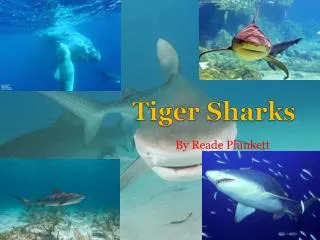 Tiger Sharks