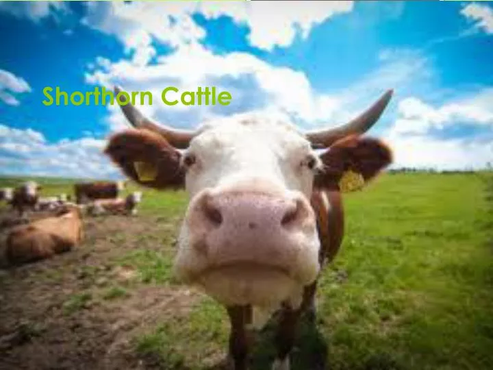 shorthorn cattle