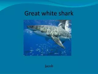 Great white shark