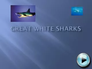 great white sharks