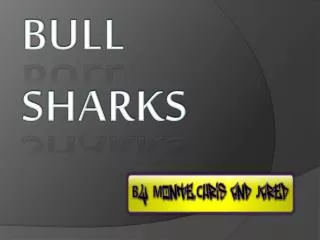 BULL SHARKS