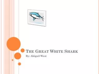 The Great White Shark