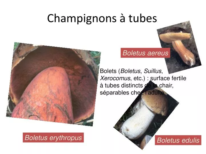 champignons tubes