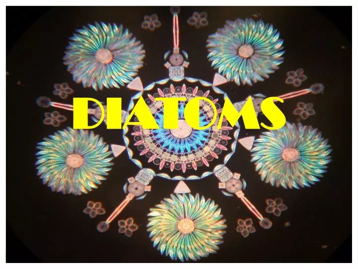 diatoms