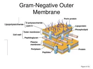 Gram-Negative Outer Membrane