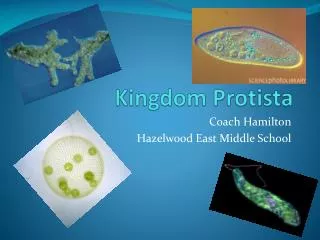 Kingdom Protista