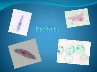 Protists