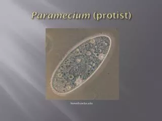 Paramecium ( protist )