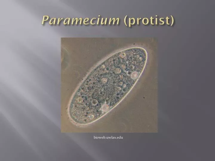 paramecium protist