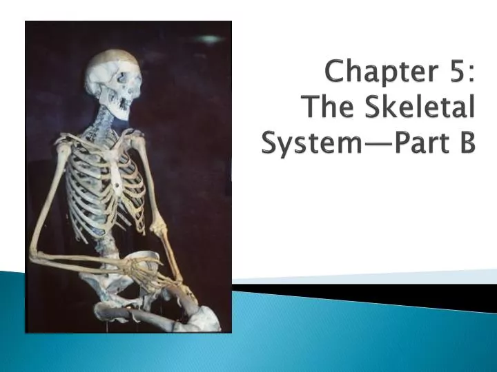chapter 5 the skeletal system part b