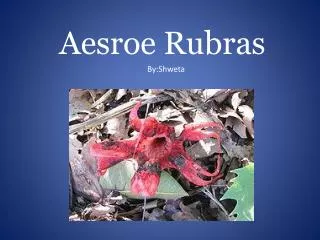 Aesroe Rubras