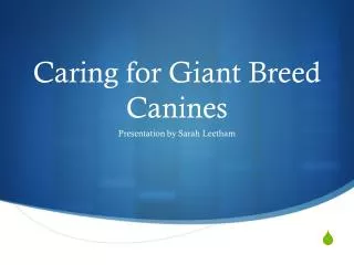 Caring for Giant Breed Canines
