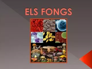 els fongs