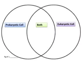 Prokaryotic Cell