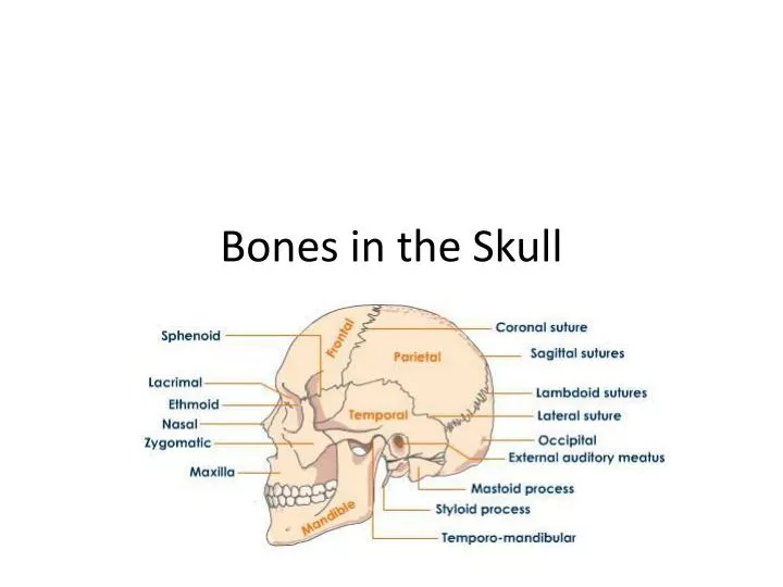 bones in the skull
