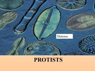 PROTISTS