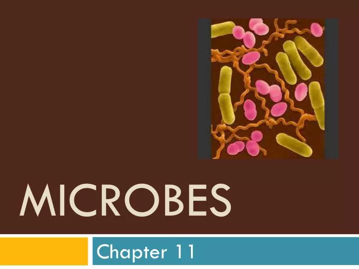 microbes