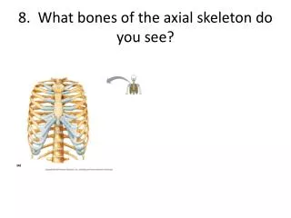 8. What bones of the axial skeleton do you see?