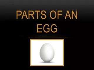 parts of an egg