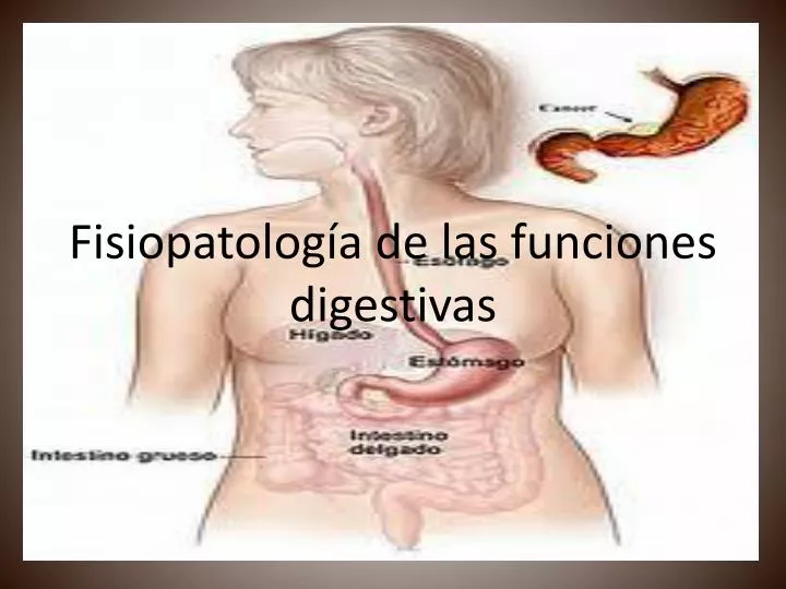 fisiopatolog a de las funciones digestivas