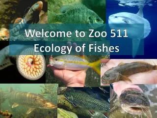 Welcome to Zoo 511 Ecology of Fishes
