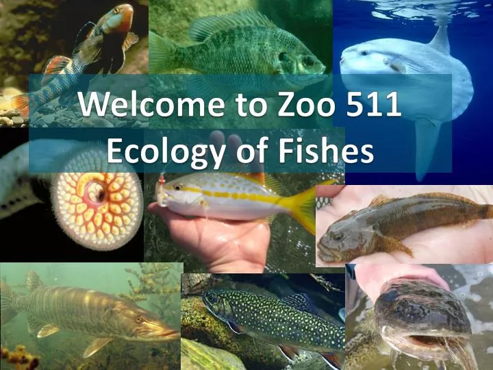 welcome to zoo 511 ecology of fishes