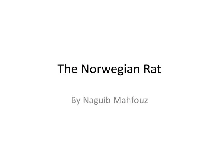 the norwegian rat