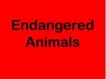 Endangered Animals - slide 1