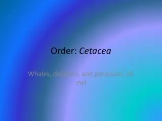 Order: Cetacea