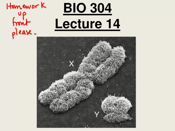 bio 304 lecture 14